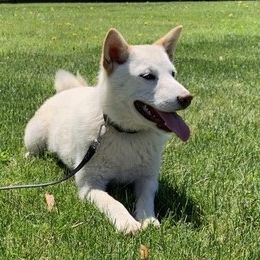 Maizy  - Shiba Inu