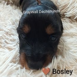 Bosley-AKC Full - Black and tan male Dachshund puppy in Bates City, Missouri from Gray Wall Dachshunds
