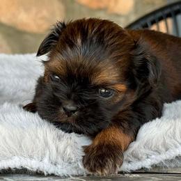 Boy 2 - Red male Shih Tzu puppy in Calimesa, California from Little Mountain’s Shih Tzus