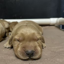 Golden Retriever and Labrador Retriever Puppies from Mulberry Retrievers