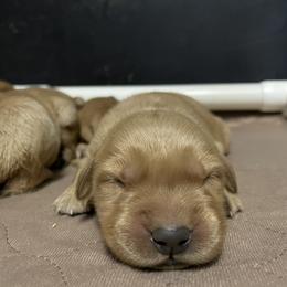 Golden Retriever and Labrador Retriever Puppies from Mulberry Retrievers