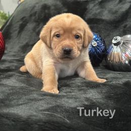 Turkey - Yellow male Labrador Retriever puppy in Tigard, Oregon from Morrison Labrador Retreivers