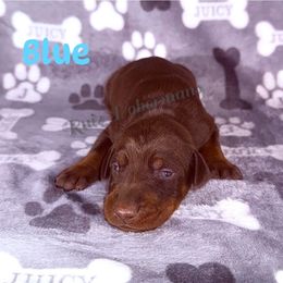 Blue Collar - Red and rust male Doberman Pinscher puppy in Louisville, Kentucky from Ruiz Dobermans