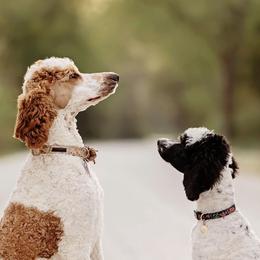 Poodles from Town Creek Poodles
