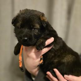 Lilly - Sable female German Shepherd puppy in Ratcliff, Arkansas from Ridgeline Shepherds