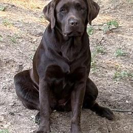 Dilute Retriever, French Bulldog, Labrador Retriever, and Leonberger Puppies from QVR Labradors and Leonbergers