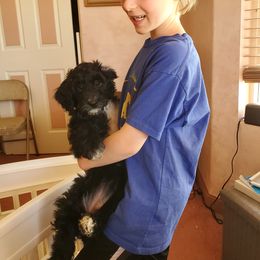Aussiedoodle Puppies from Color Country Doodles
