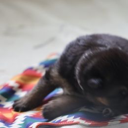 German Shepherd Puppies from Milestone GSDs