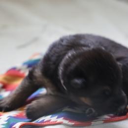 German Shepherd Puppies from Milestone GSDs