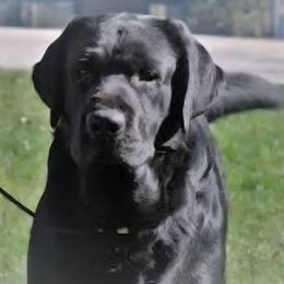 Boy 1 - Black male Labrador Retriever puppy in Naselle, Washington from East Deep River Farm and Labradors