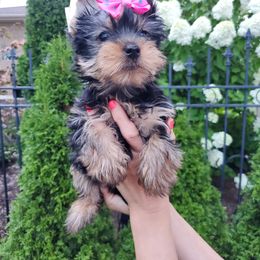 Yorkshire Terrier Puppies from Yorkie Puppies Redwood Ranch Chicago
