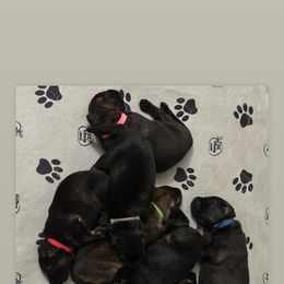 German Shepherd Puppies from StaFra German Shepherd Dogs
