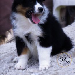 Miniature American Shepherd and Toy Australian Shepherd Puppies from Fifth Avenue Australian Shepherds