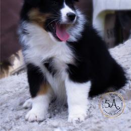 Miniature American Shepherd and Toy Australian Shepherd Puppies from Fifth Avenue Australian Shepherds