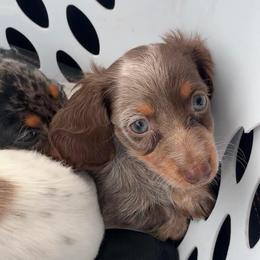 Dachshund Puppies from Little e Dachshunds