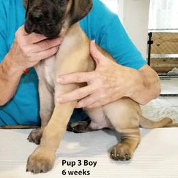 Pup 3 Fawn Boy - Fawn male Great Dane puppy in Austin, Texas from Drogheda Great Danes