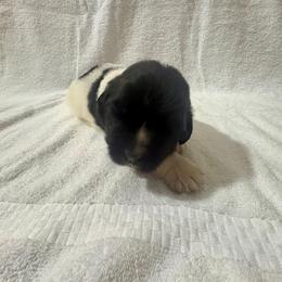 German Shepherd and Newfoundland Puppies from Tampa Bay Farm