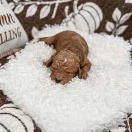 Brown Collar boy - Apricot male Goldendoodle puppy in Spokane, Washington from Dream Doodles in Spokane WA