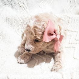 Echo - Cream female Poodle puppy in Waco, Texas from Good Shepherd Homestead