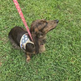 Moo pie - Dachshund