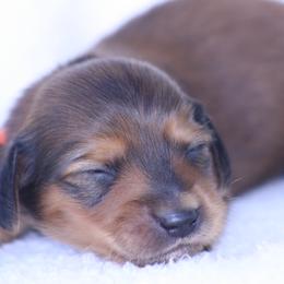 Mattie - Red female Dachshund puppy in Murray, Kentucky from Shadow Ridge Farms