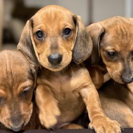 Dachshunds from Hotdawgz standard AKC dachshunds