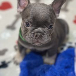French Bulldog Puppies from Phillips Family Frenchies
