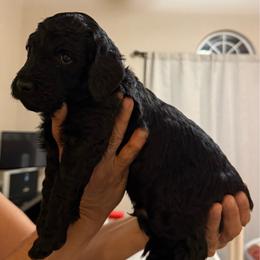 Ember - Black male Poodle puppy in Pueblo West, Colorado from Little Paws Poodles