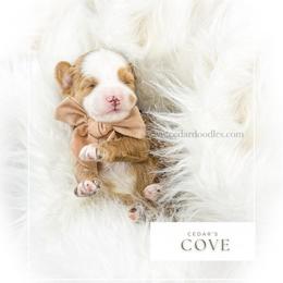 C O V E - Red  male Goldendoodle puppy in Cedar City, Utah from Cedar Doodles- Home of the Teddybear Goldendoodle