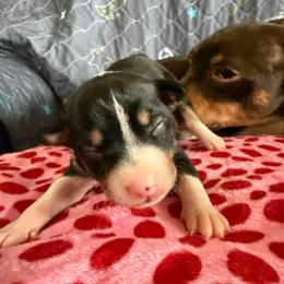 Vega - White black and tan female Rat Terrier puppy in Molalla, Oregon from The Puppy Patch Rat Terriers