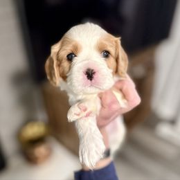 Benji - Blenheim male Cavalier King Charles Spaniel puppy in Spokane, Washington from Treasured Cavaliers of the Pacific Northwest