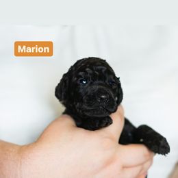 Poodle Puppies from Pawsable Prospects