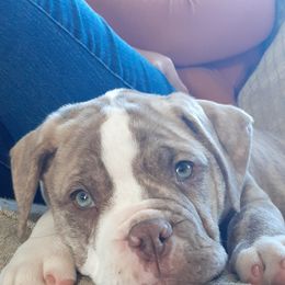 Alapaha Blue Blood Bulldog Puppies from Eclipse Alapaha Kennels