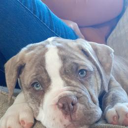 Alapaha Blue Blood Bulldog Puppies from Eclipse Alapaha Kennels