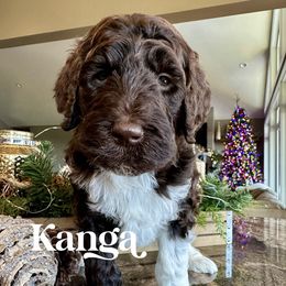 Kanga - female Newfypoo puppy in Jackson, Missouri from Two Sisters Ranch, LLC