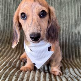 Light brindle cream girl - Brindle female Dachshund puppy in Wichita, Kansas from Rustic Dachshunds