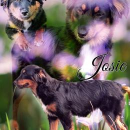 Josie - Miniature Australian Shepherd