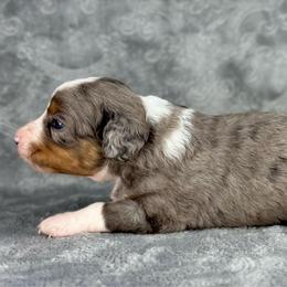 BMF3 - Blue merle female Aussiedoodle puppy in Prague, Oklahoma from Classic K9’s  Aussies & Doodles