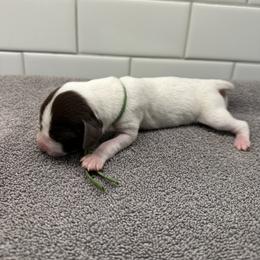 Boy 3 - male German Shorthaired Pointer puppy in White Salmon, Washington from Holding Hands Farm