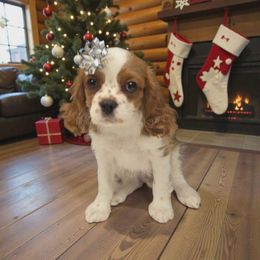 Richard Parker - Blenheim male Cavalier King Charles Spaniel puppy in Kewaskum, Wisconsin from Moon Dream Cavaliers
