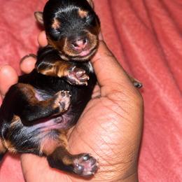 Porky - Black and tan male Yorkshire Terrier puppy in Gastonia, North Carolina from Banks Dynasty Kennel