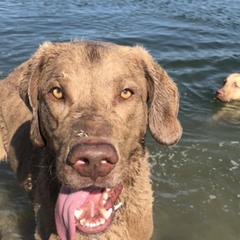 Ricky - Chesapeake Bay Retriever