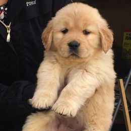 Golden Retrievers from Anam Cara Goldens