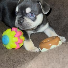 French Bulldog All Grown Up from Luxurious Desert Frenchies