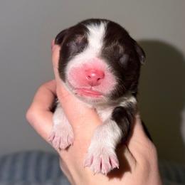 Klaus - Red tri-color male Australian Shepherd puppy in Anniston, Alabama from All Hale Aussies