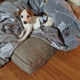 Luke - Tri-colored male Parson Russell Terrier puppy in Phelan, California from Elite Parson Russells