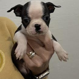 Dana - Black brindle and white female Boston Terrier puppy in Fillmore, Illinois from Wind Hill Puppies