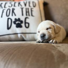 Labrador Retriever Puppies from Knotty Creek Labradors
