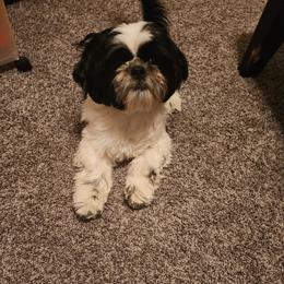 Shih Tzu Puppies from Shih Tzu Kennels