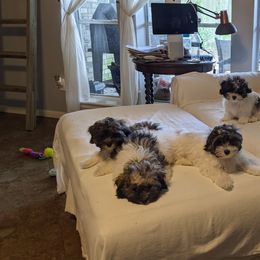 Maltipoo Puppies from Angela Hurd's Maltipoos